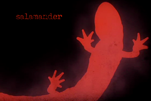 Salamander